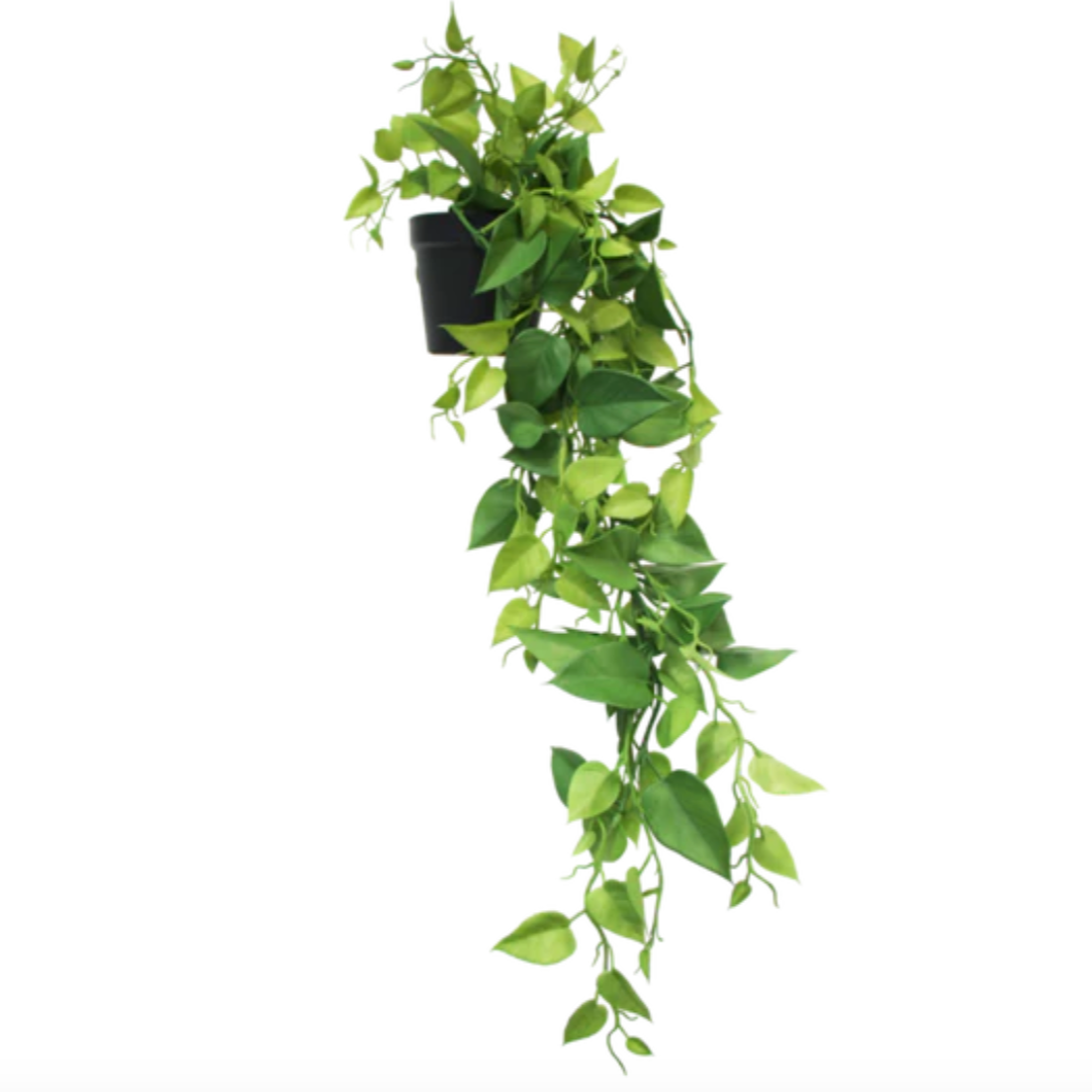 Low-maintenance indoor hanging plant for home or office
