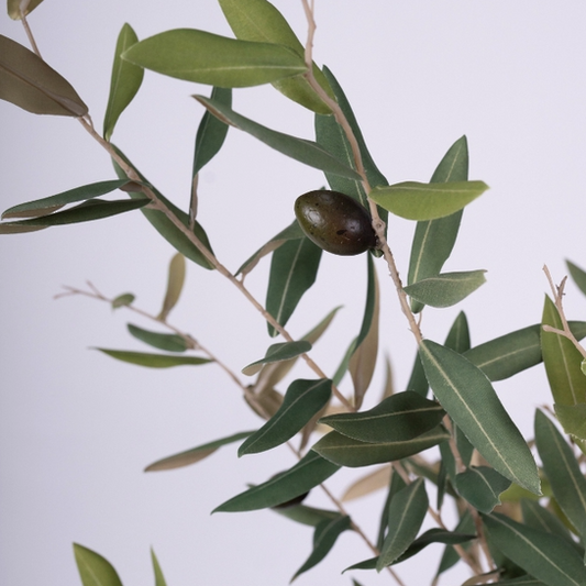 Indoor olive tree in decorative planter
