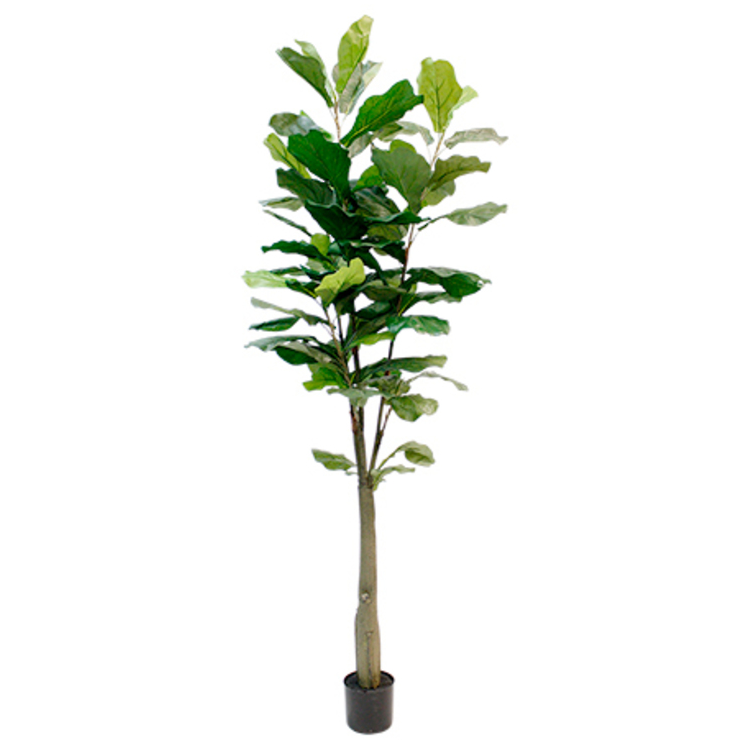 Close-up of Fiddle Leaf Fig green leaves