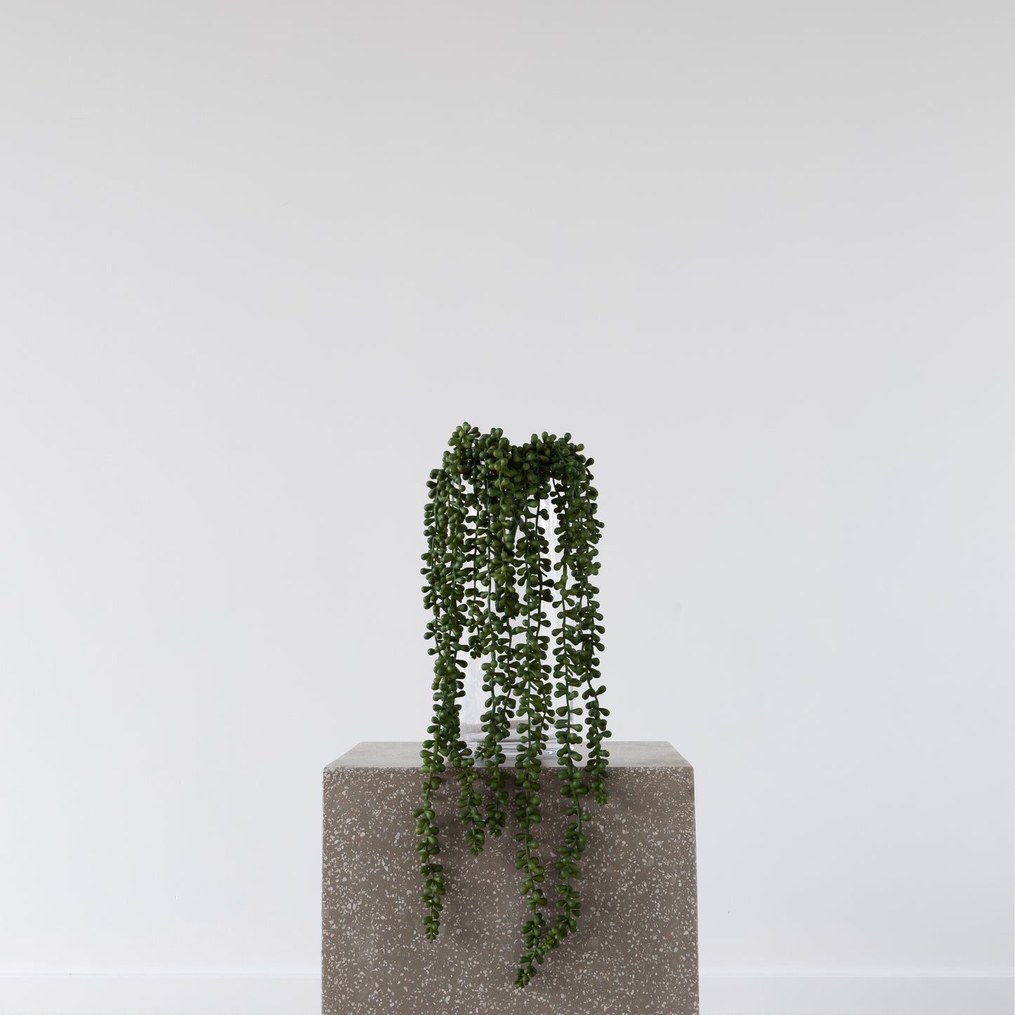 Close-up of String of Beads Succulent foliage, 73cm