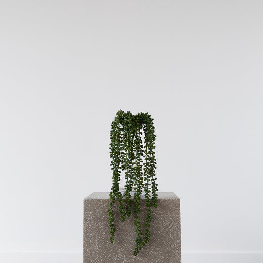 Close-up of String of Beads Succulent foliage, 73cm