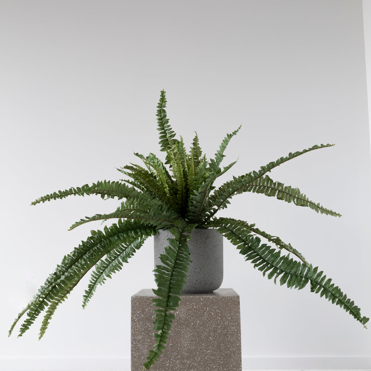 Boston Fern Bush 84cm from BLACK Concept Store