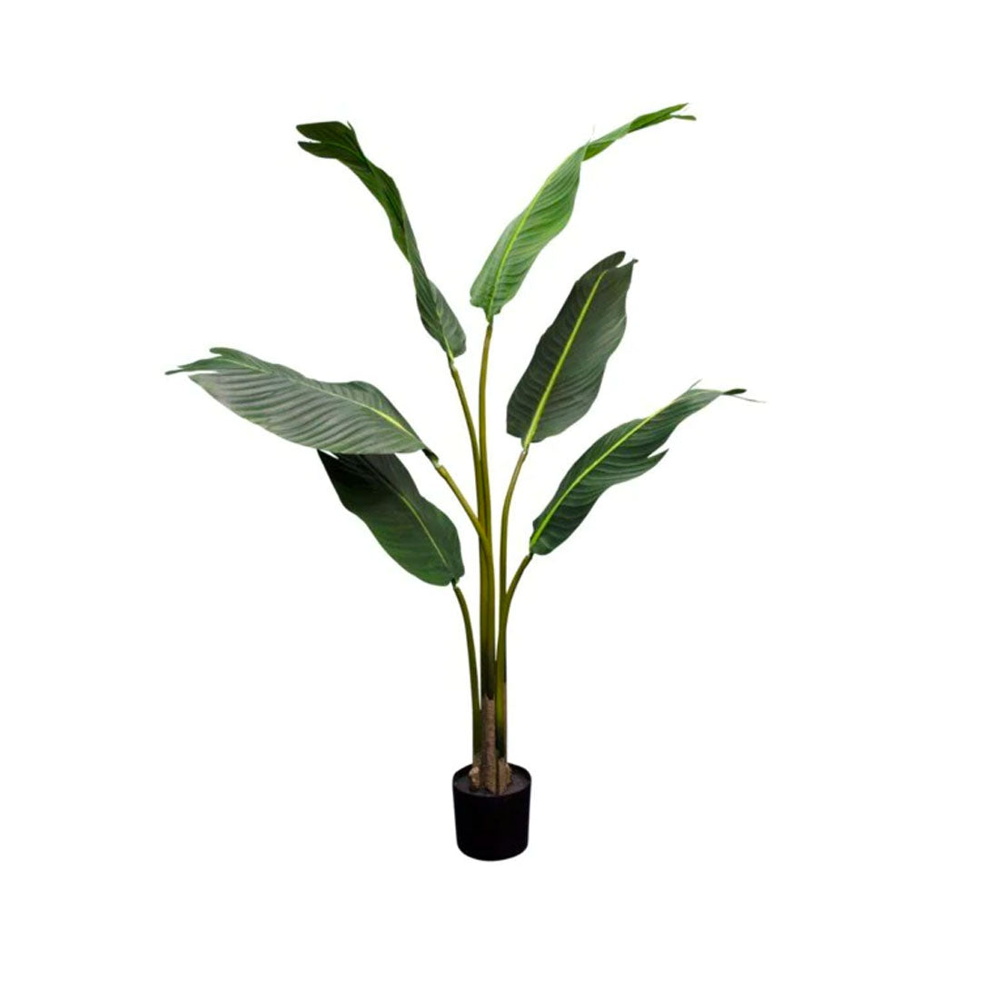 Tall leafy Strelitzia Nicolai in decorative pot