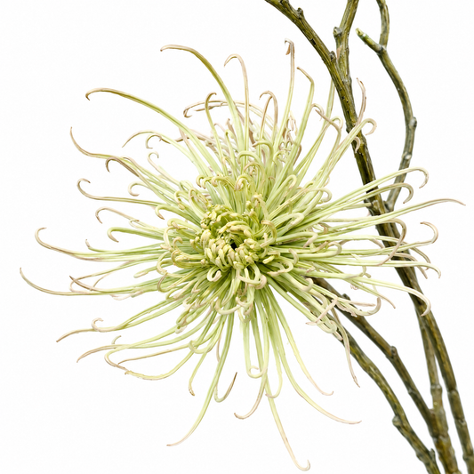 A beautifully realistic faux spider mum stem featuring delicate petals and soft khaki green tones, perfect for adding texture and natural elegance to floral displays.