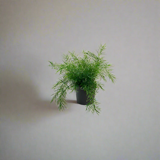Potted Asparagus Fern