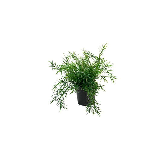 Potted Asparagus Fern