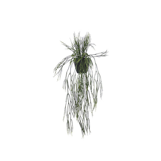 Potted Rhipsalis 76cm