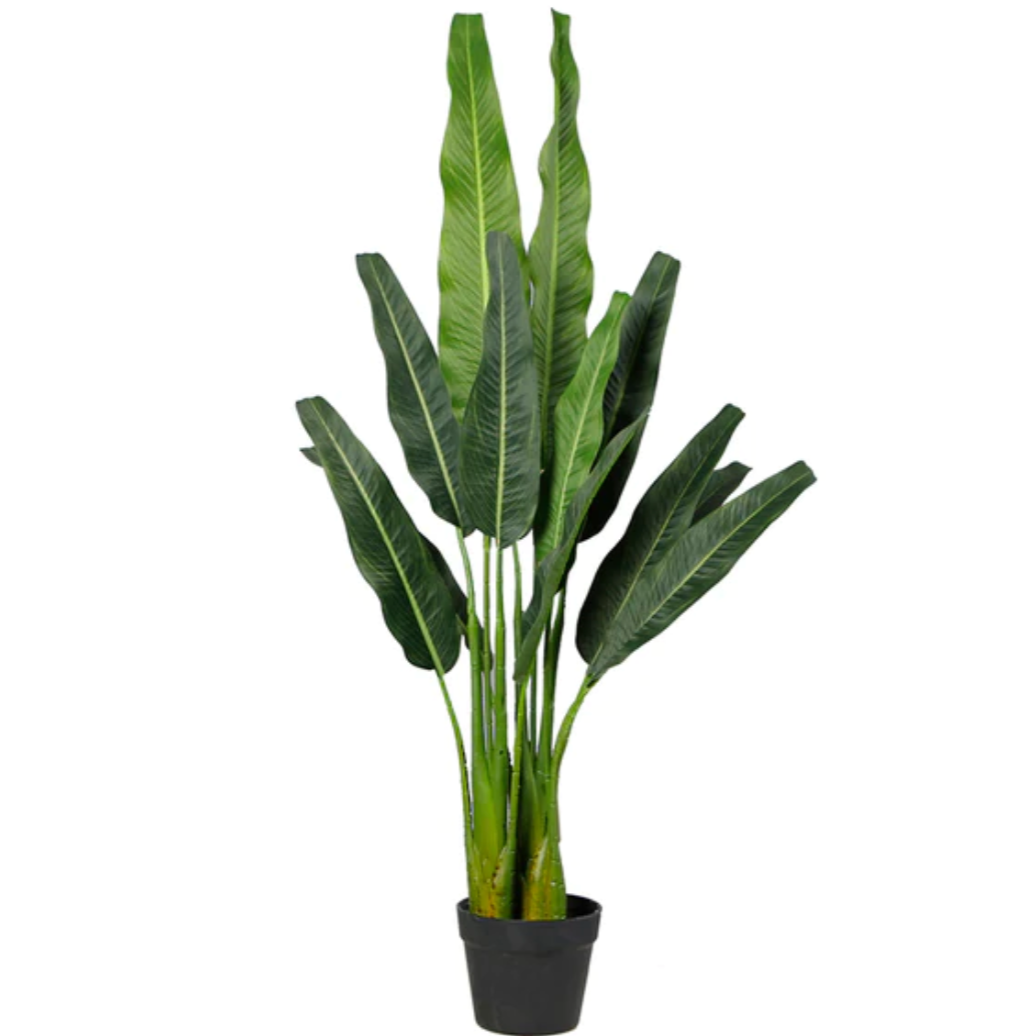 Traveller’s Palm Tree 1.1m potted for indoor decor