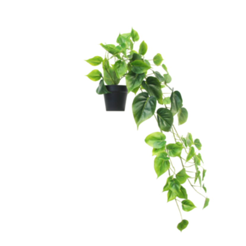 Potted Philodendron in decorative indoor setting