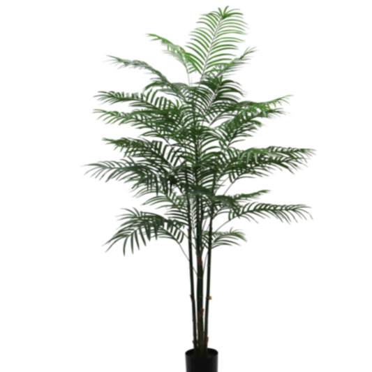 Delux Reed Palm 1.5