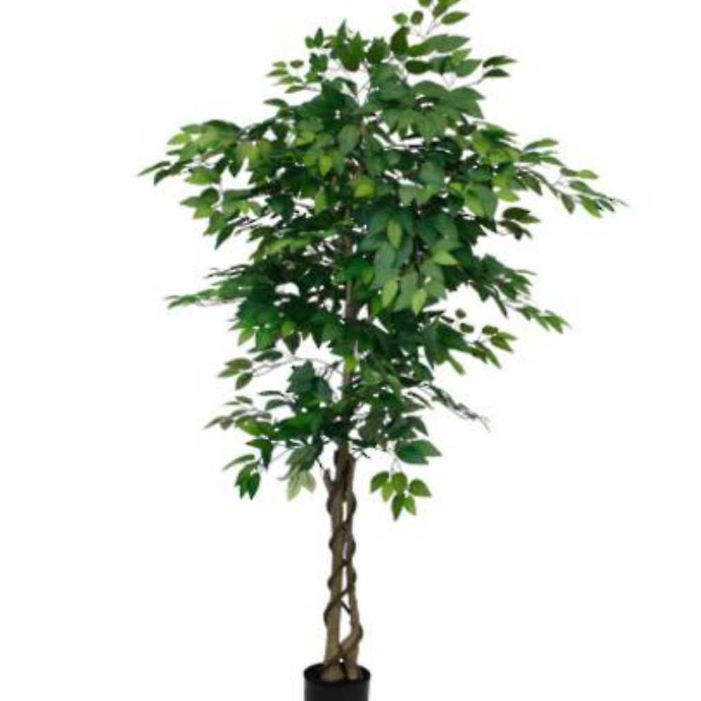 180cm potted Ficus Tree in decorative indoor pot