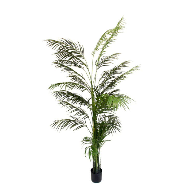 Potted Areca Palm tree for indoor styling