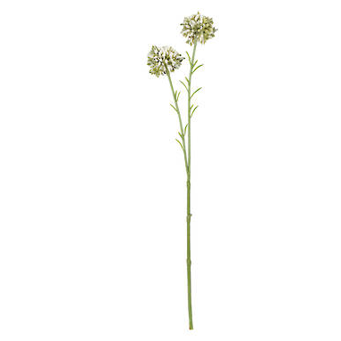 Mini Allium