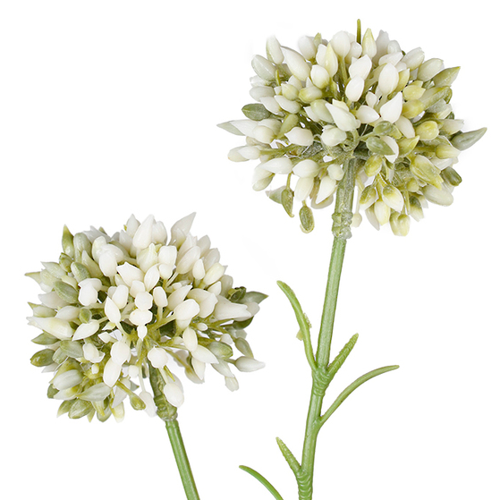 Mini Allium