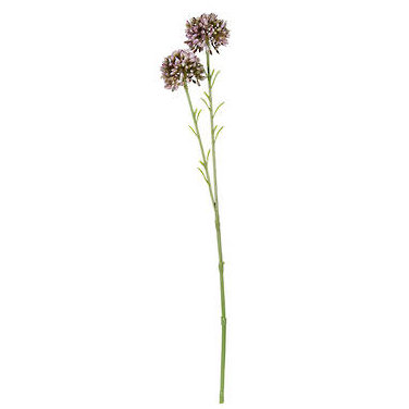 Mini Allium