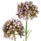 Mini Allium