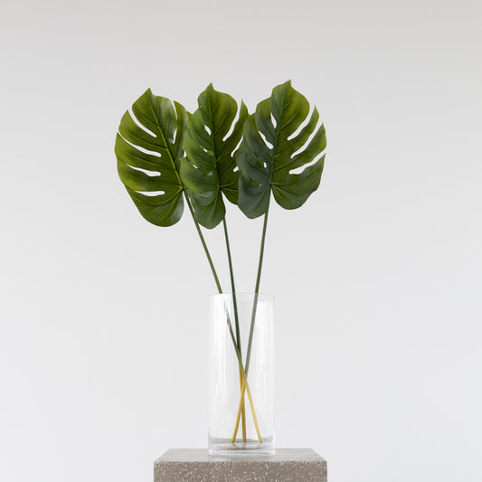 Close-up of Split Philo Leaf, 81cm