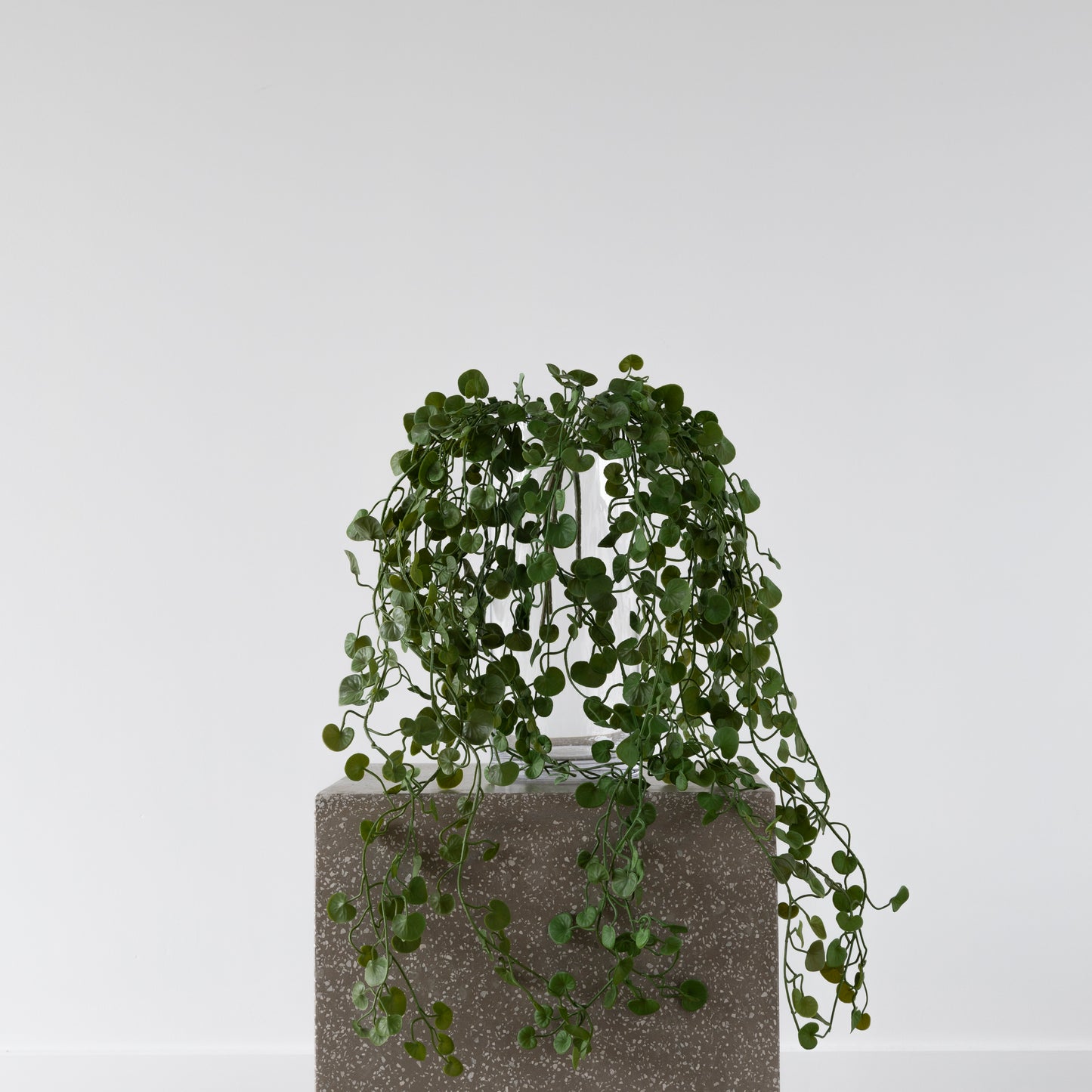 Button Fern Vine from BLACK Concept Store