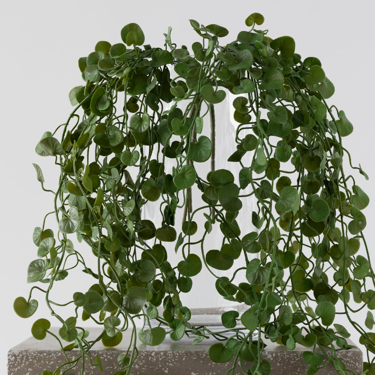 Close-up of Button Fern Vine foliage