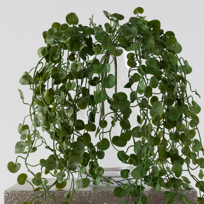 Close-up of Button Fern Vine foliage
