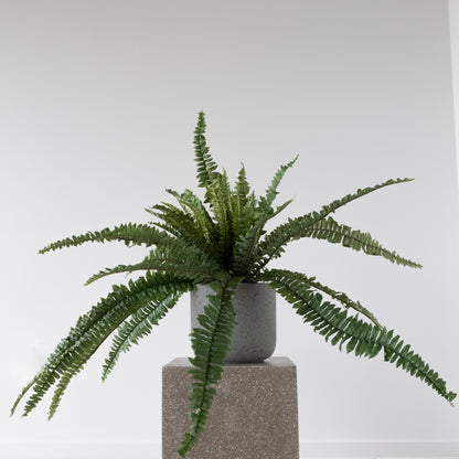 Boston Fern Bush 84cm from BLACK Concept Store