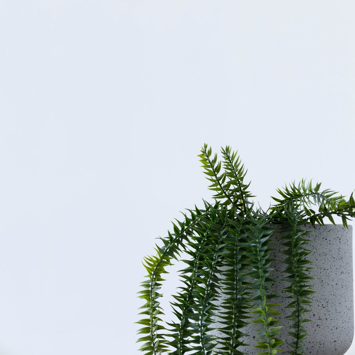 Close-up of Coarse Tassel Fern foliage in black pot, 71cm