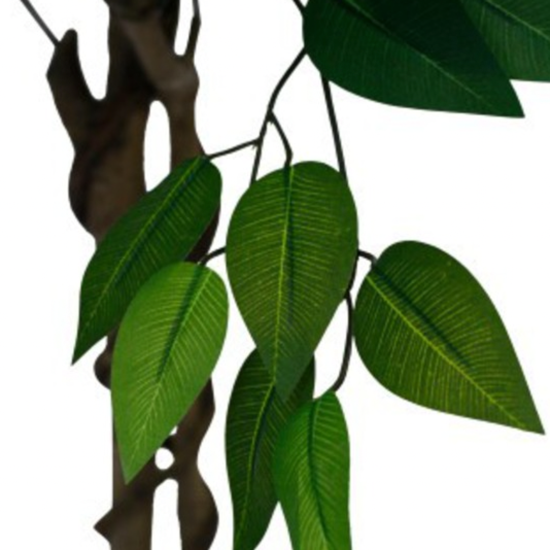 Lush Ficus plant for living room or office