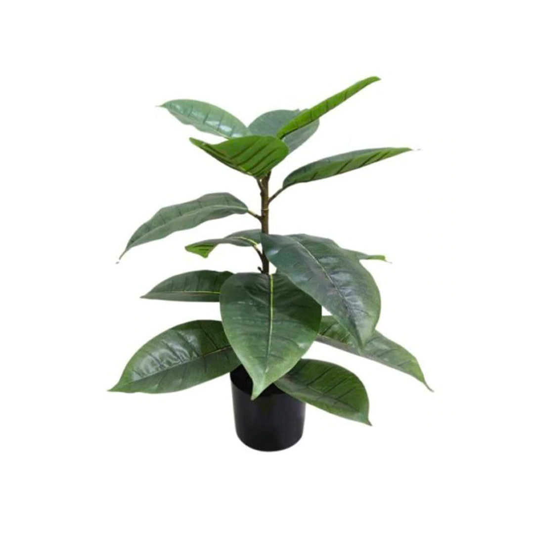 Indoor Rubber Plant for home décor